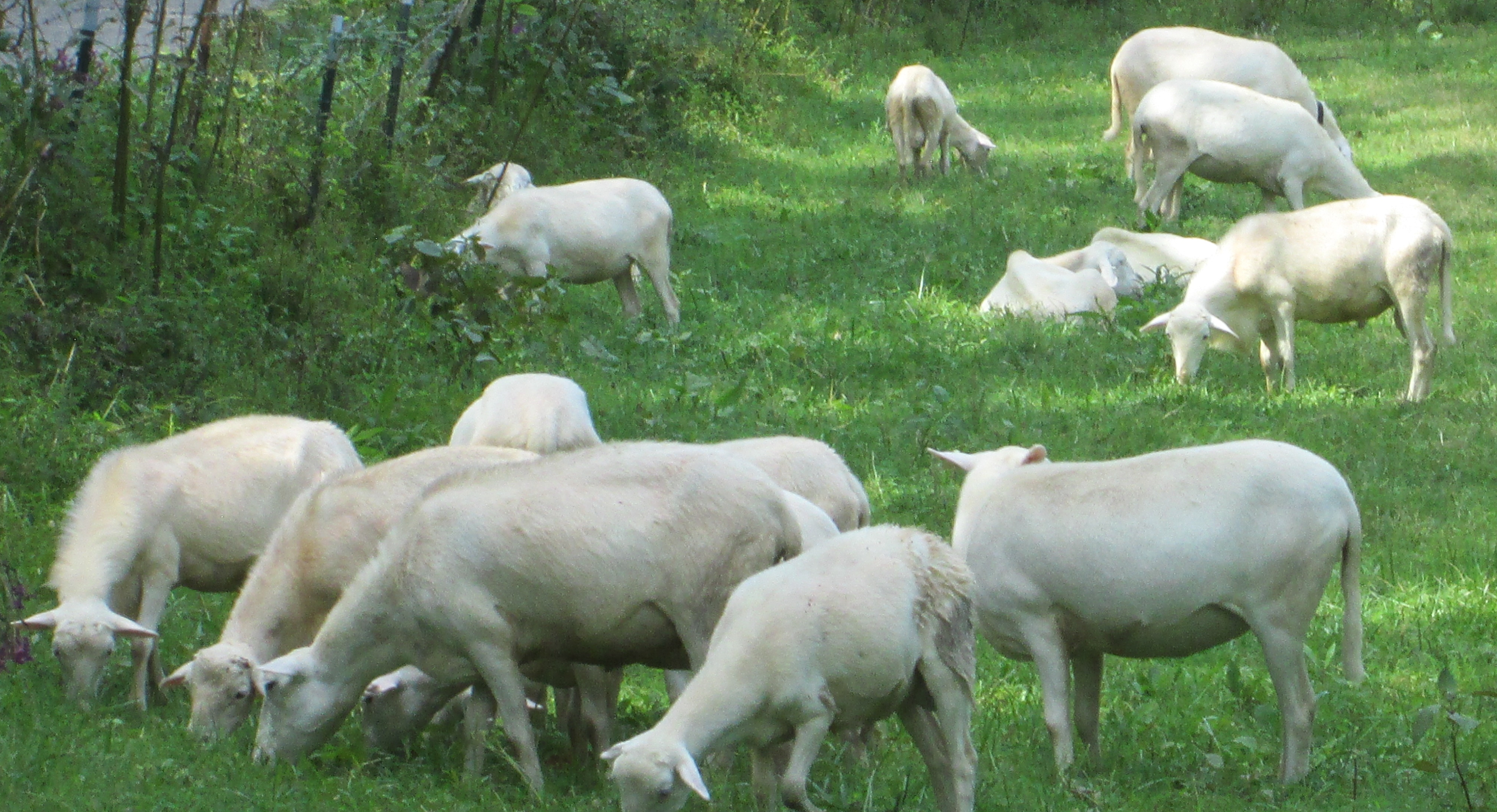 Adult Rams and Ewes