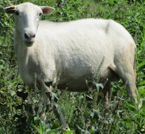 Pure Natural Sheep